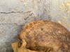 Mummified human remains discovered at Pompeii