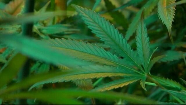 Florida Cannabis policies – Requested