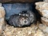 Punxsutawney Phil has babies News